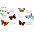 Kép 2/4 - BUTTERFLIES TO SPOT (USBORNE MINIS)
