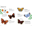 Butterflies to Spot (Usborne Minis)