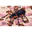 Kép 4/6 - BIG STICKER BOOK - BUGS