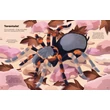 Kép 5/6 - BIG STICKER BOOK - BUGS
